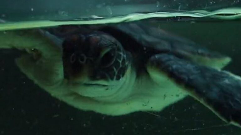Avustralya’da kurtarılan kaplumbağanın midesinden yalnızca plastik çıktı