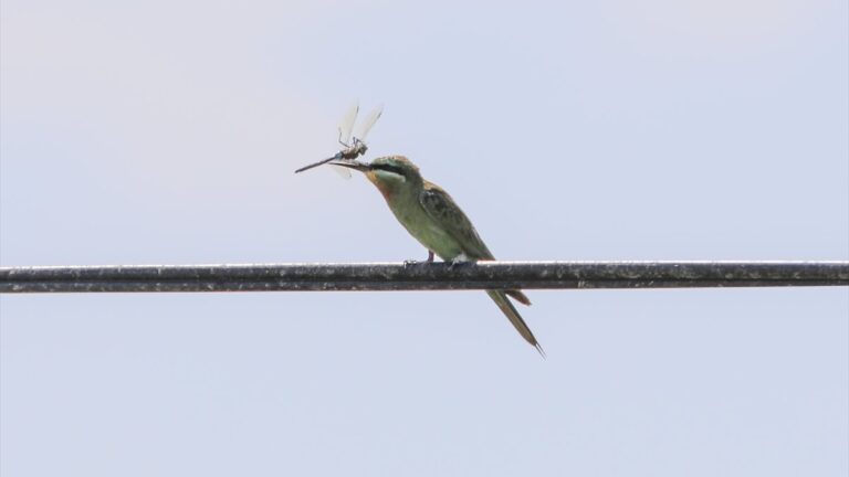 Ağrı’da yeşil arı kuşunun beslenme anı fotoğraflandı