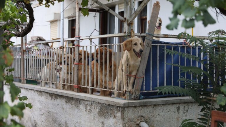 Antalya’da mahalleli evindeki 17 köpeğe eziyet eden kadından şikayetçi