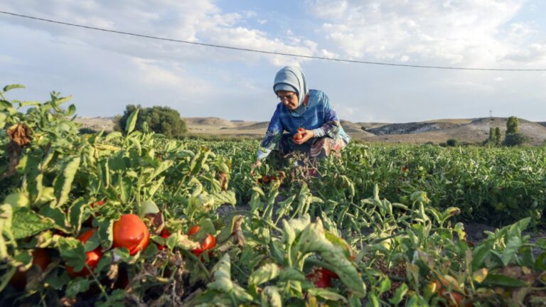 Emine Erdoğan, tarlada kadın çiftçilerle domates topladı