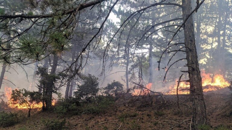 Eskişehir’de yıldırımın düştüğü ormanda 5 hektar yandı