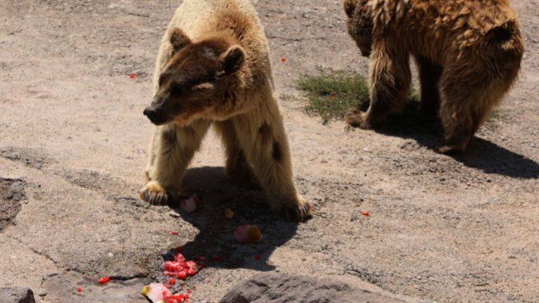 Gaziantep Hayvanat Bahçesi’ndeki canlılar buzlu kokteylle serinliyor