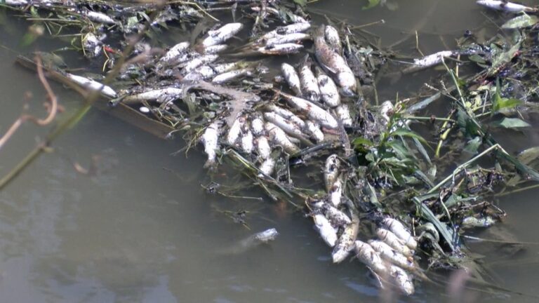 Haliç’e akan Alibeyköy Deresi’nde balık ölümleri görüldü