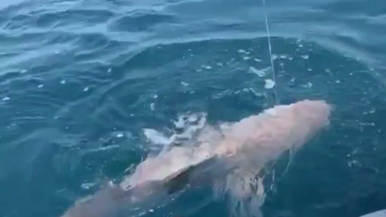 Hatay’da amatör balıkçının oltasına, köpek balığı takıldı