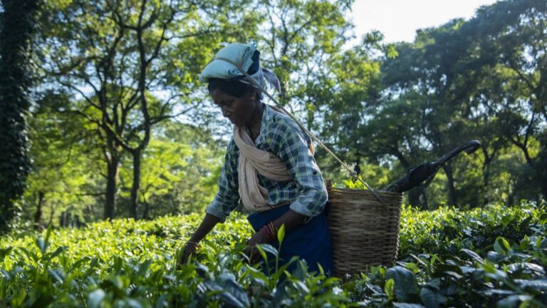 Hindistan’da çay işçilerinin ücretlerine zam yapıldı