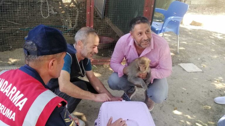 İzmir’deki hint maymunu minik kızın elini ısırdı