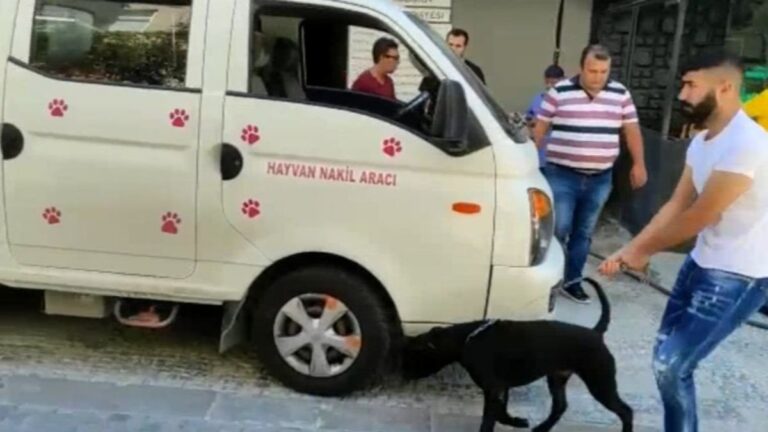 Kadıköy’de köpek kavgası: Köpeğin sahibine 14 bin TL ceza kesildi
