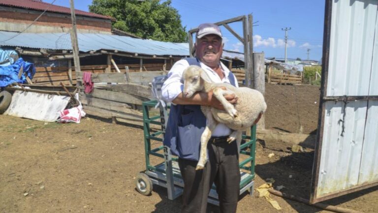 Kastamonu’da hayvan yetiştiricisi adam, 11 bin lira maaşla çoban bulamıyor
