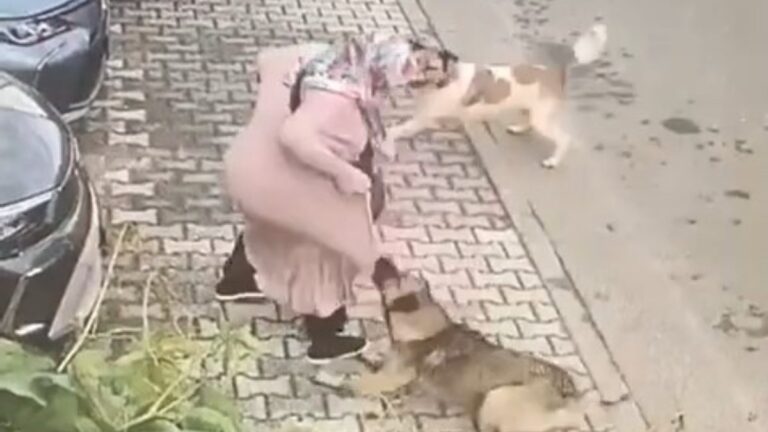 Maltepe’de, grup halinde gezen köpekler kadına saldırdı