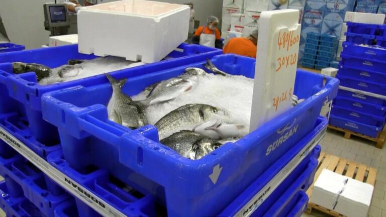 Muğla’dan balık ihracatında 7 ayda 463 milyon dolarlık gelir elde edildi