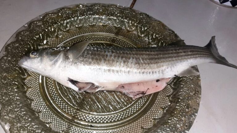 Sinop’ta organları çıkarılan balık canlandı