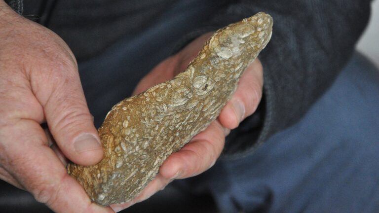Şırnak’ta, milyonlarca yıllık olduğu tahmin edilen buğday fosili bulundu