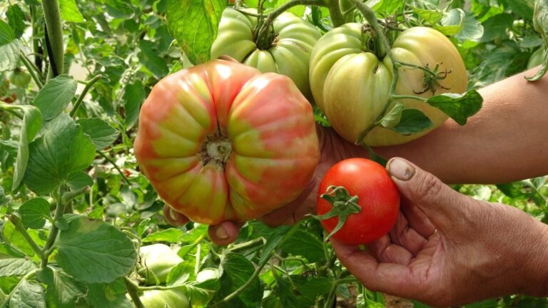 Tokat’ta yetişen domatesin tanesi 1 kilo geliyor