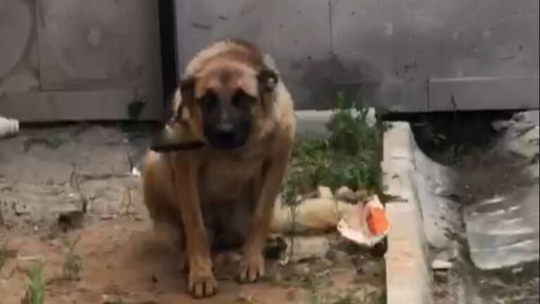 Trabzon’da, bekçiyi ısıran köpek gözaltına alındı