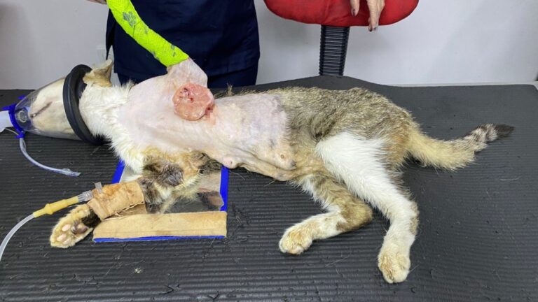 Zonguldak’ta hayvanseverlerin ilgilendiği kedinin karnından tümör çıktı